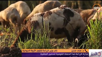 فيديو| وزارة الزراعة تبدأ حملة تحصين الماشية ضد الحمى القلاعية