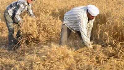 تموين الشرقية يمنع خروج محصول القمح من المحافظة 