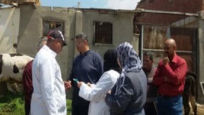 مدير الطب البيطرى بكفر الشيخ: تحصين 3164 رأس ماشية ضد مرض البورسيلا