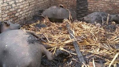 نفوق رأس ماشية فى حريق بحوش منزل بسوهاج