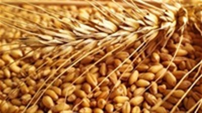 أسعار القمح الأحد.. والطن يسجل 432 دولارًا 