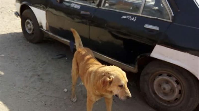 جانب من الحملة
