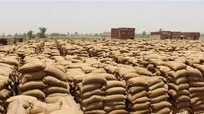 ارتفاع كمية القمح الموردة لشوان ومخازن الغربية إلى 55 ألفا و600 طن