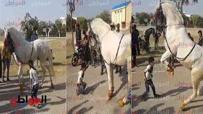 فيديو| حصان يرقص على الأغاني الشعبية 
