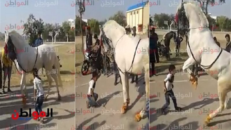 المواطن