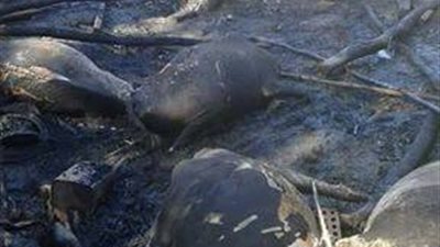 السيطرة على حريق بحظيرة مواشي بالغربية