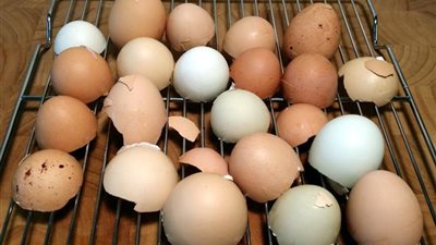 تعرف على فوائد قشر البيض وفقا للأبحاث والدراسات 