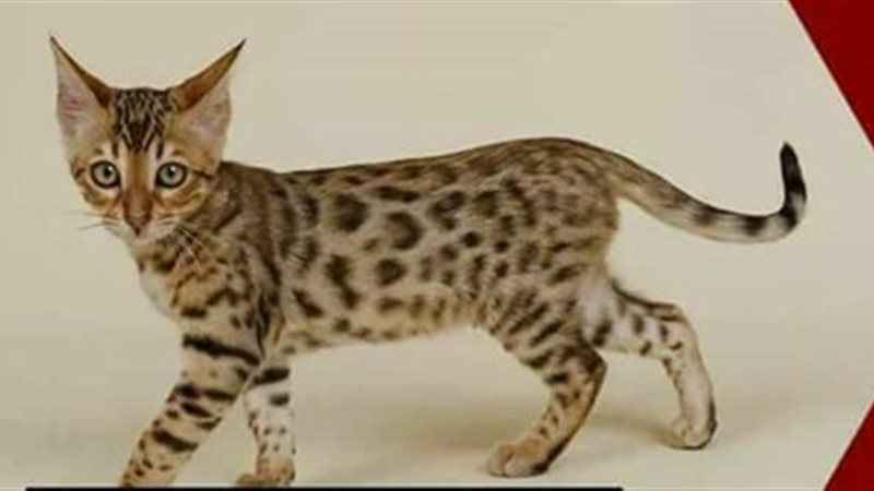 اسعار القطط