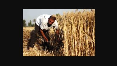 مزارعو القمح يطالبون الحكومة بدعم مالي لضمان زراعة المحصول