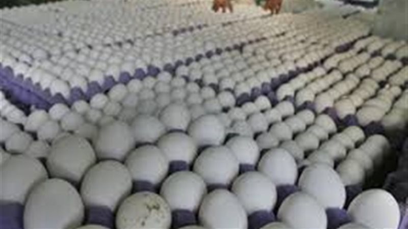 اسعار البيض 
