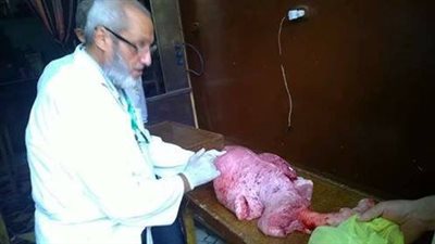 صور| حملات مكثفة على محلات الأغذية في الدقهلية 