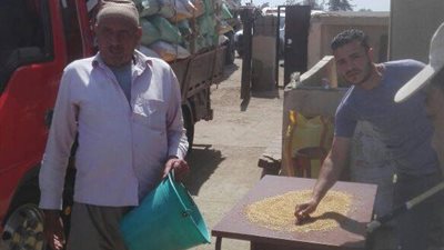 توريد 147 ألف طن قمح من المزارعين بكفر الشيخ  