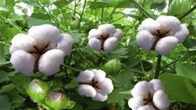استقرار أسعار القطن اليوم