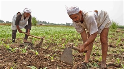 بعد التقاضي والحبس.. مزارعون يطالبون بفتح ملف المتعسرين في البنك الزراعي
