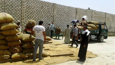 توريد 87 ألف طن قمح لمخازن وشون سوهاج