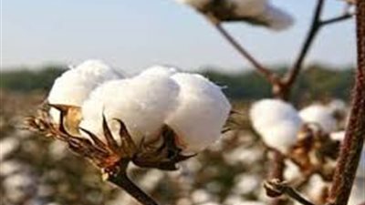 تابع تحركات أسعار القطن في رمضان 2018
