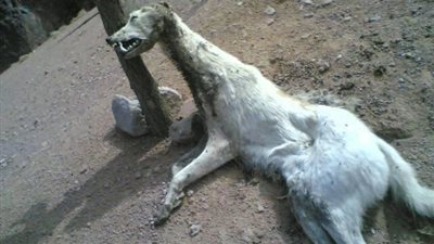 سلعوة تصيب 12 شخصًا ملوي جنوب المنيا