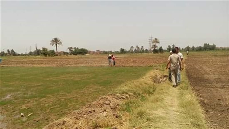 مشاتل الارز بشبين