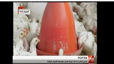 فيديو| وزارة الزراعة: مسح شامل لـ29 ألف مزرعة دواجن لمواجهة الأمراض الوبائية