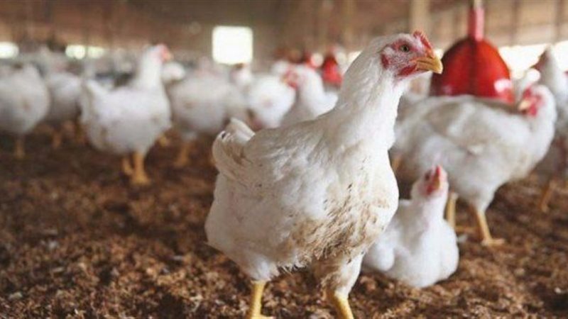 أسعار الدواجن اليوم