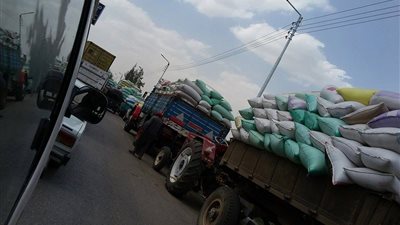 إرتفاع توريد القمح لشون وصوامع الشرقية إلى 516 ألف و286طن