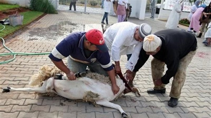 المواطن