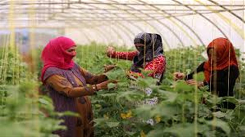 صادرات زراعية 