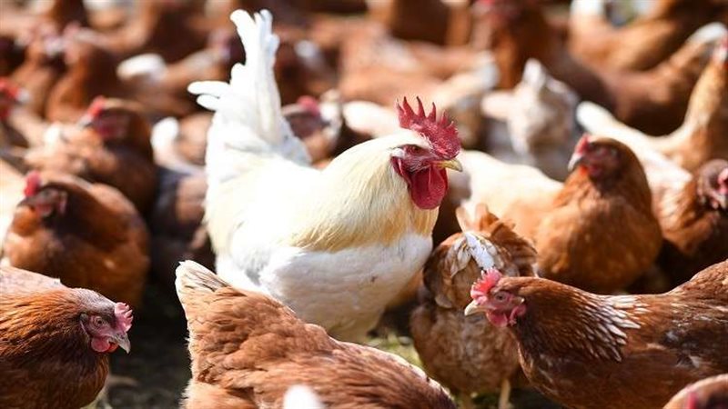 اسعار الدواجن اليوم