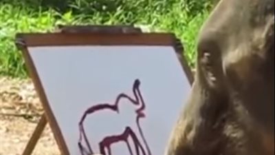 شاهد| فيل يرسم صورة لنفسه بطريقة مذهلة