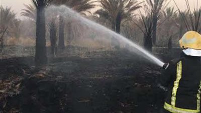 السيطرة على حريق نشب بأشجار ونخيل بـ 