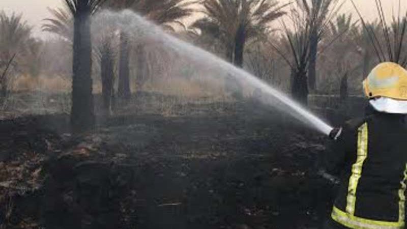 حريق نخيل 