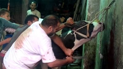 محافظ بني سويف: تحرير 23 محضر لجزارين مخالفين خلال الأسبوع الماضي 