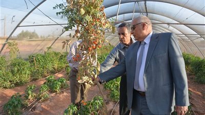 محافظ الوادي الجديد يتفقد مشروع الصوب الزراعية للشباب بقرية مرزوق بـ