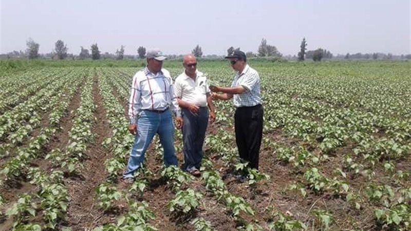 زراعة القطن 