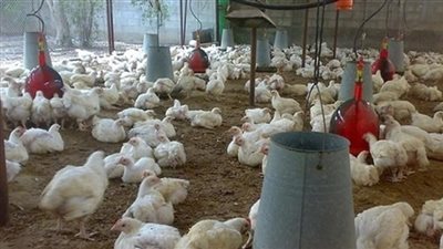 الغرفة التجارية: ارتفاع الدواجن بسبب زيادة الطلب 
