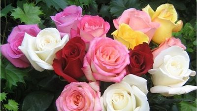تعرف على أسعار الزهور والورد اليوم