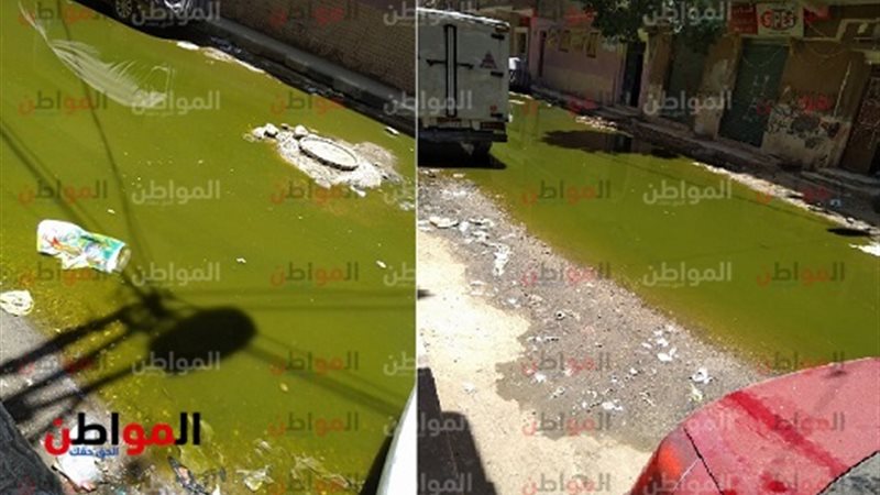 المواطن