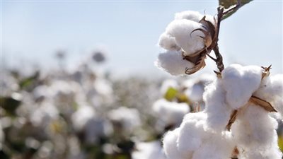 تعرف على أسعار القطن في ثانى أيام عيد الفطر المبارك