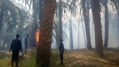 الاستعانة بـ 7 فنطايس مياه وتشغيل بئر زراعي للسيطرة على حريق الجناين بالوادي الجديد