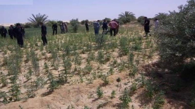 مزرعة بانجو بالشرقية