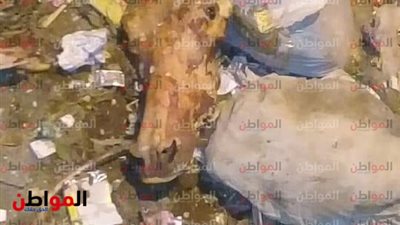 صور| العثور على رأس وعظام حمار فى القمامة بالمحلة الكبرى