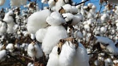 تعرف على أسعار القطن اليوم فى الأسواق 