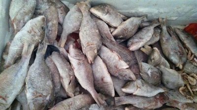 غلق مطعم وضبط 310 كيلو أسماك وأغذية غير صالحة للاستهلاك الآدمي بـ