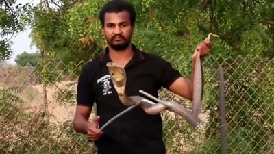شاهد.. رجل يُعرض حياته للخطر لإنقاذ أفعى الكوبرا