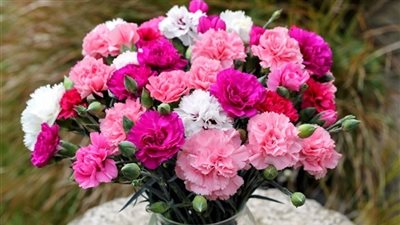 تعرف على أسعار الزهور في المحلات اليوم