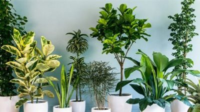 تعرف على أسعار وأنواع أشجار الزينة في الأسواق