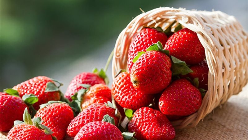 الفراولة تعيد الثقة