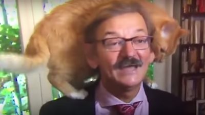 فيديو| قط يسرق الأضواء من عالم سياسي خلال مقابلة تليفزيونية 