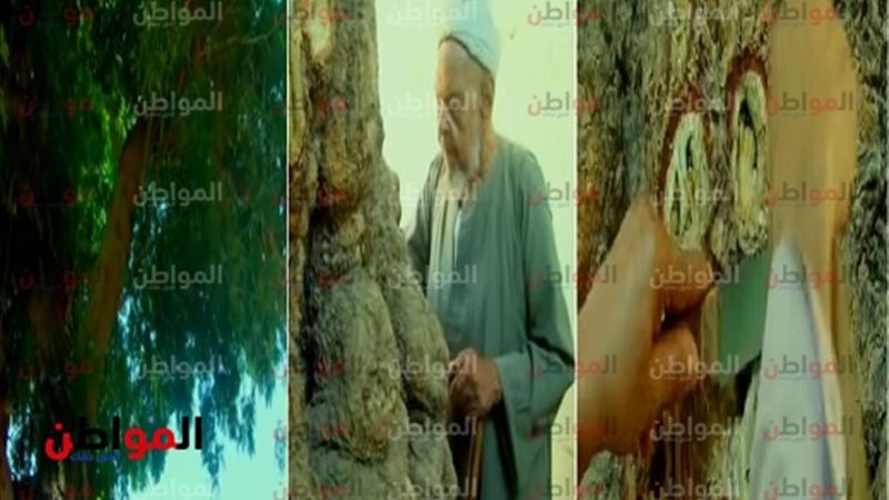 شجرة ذقن الشيخ أحمد