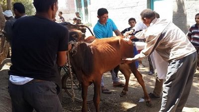 بيطري كفر الشيخ: تحصين 120 ألف رأس ماشية من مرض الجلد العقدي